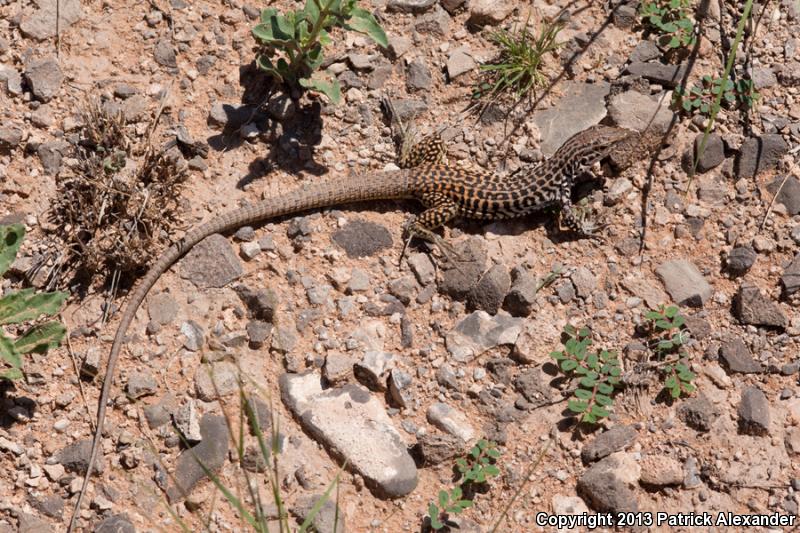 Common Checkered Whiptail (Aspidoscelis tesselata)