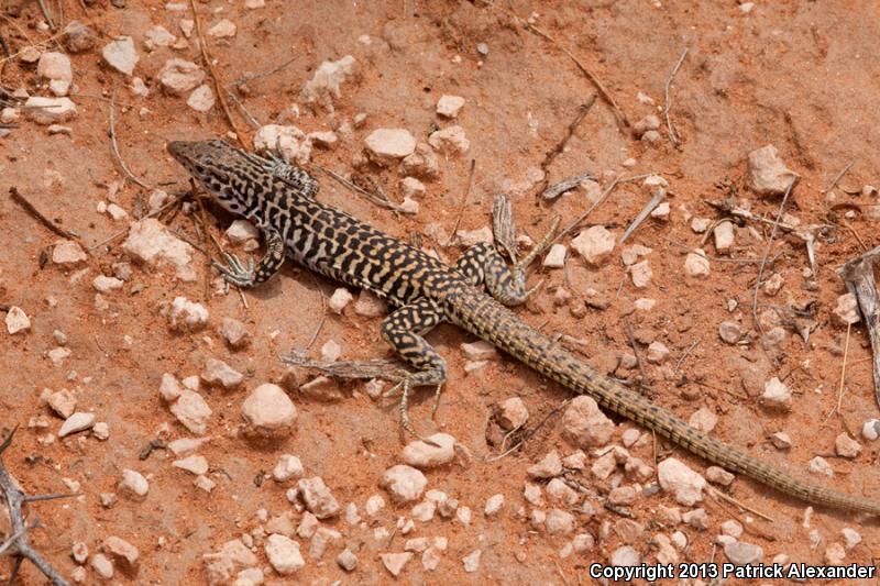 Common Checkered Whiptail (Aspidoscelis tesselata)