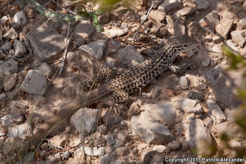 Common Checkered Whiptail (Aspidoscelis tesselata)