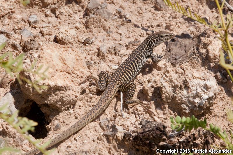 Common Checkered Whiptail (Aspidoscelis tesselata)