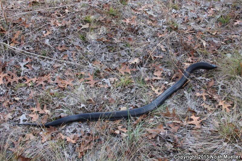 Eastern Indigo Snake (Drymarchon couperi)