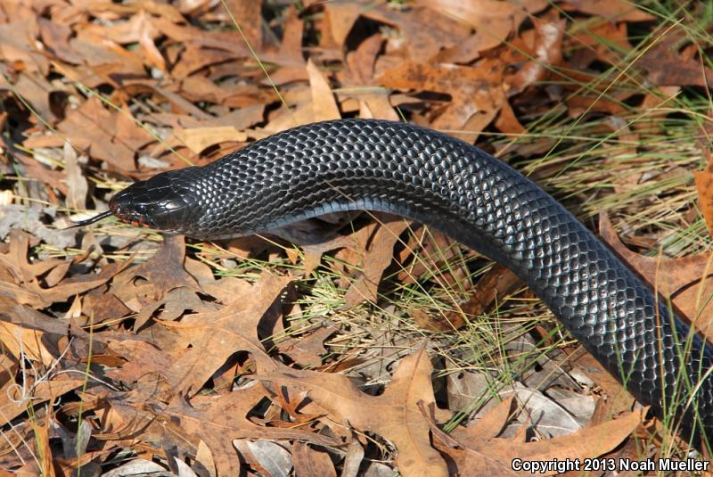 Eastern Indigo Snake (Drymarchon couperi)