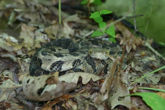 Timber Rattlesnake (Crotalus horridus)