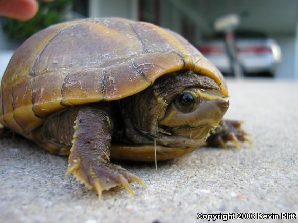 Striped Mud Turtle (Kinosternon baurii)