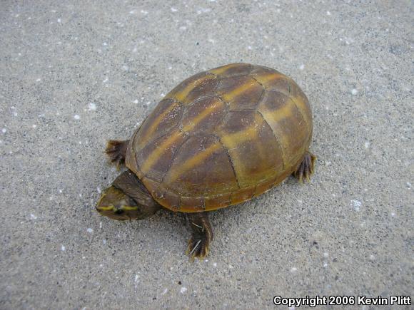 Striped Mud Turtle (Kinosternon baurii)