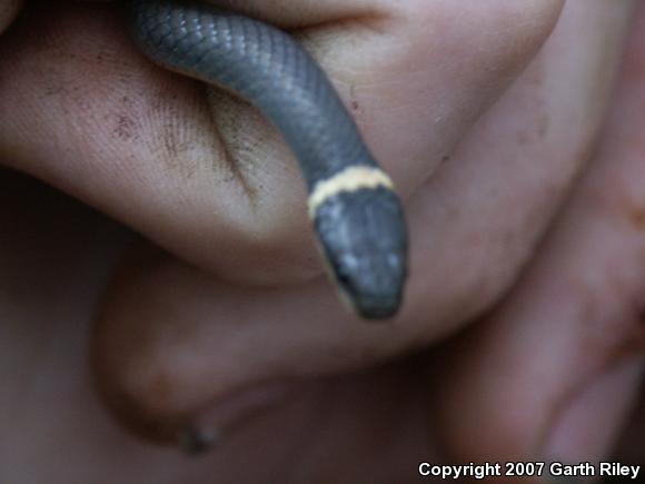 Ring-necked Snake (Diadophis punctatus)