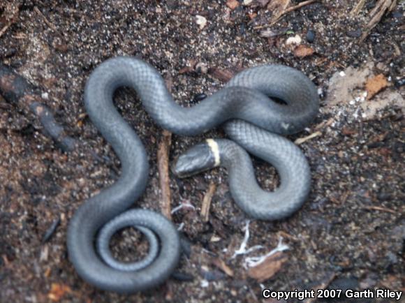 Ring-necked Snake (Diadophis punctatus)