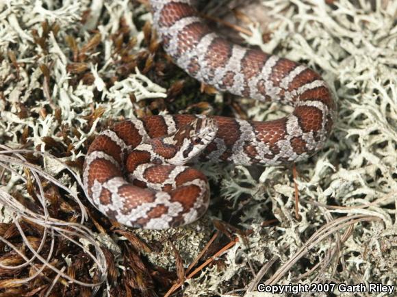 Milksnake (Lampropeltis triangulum)