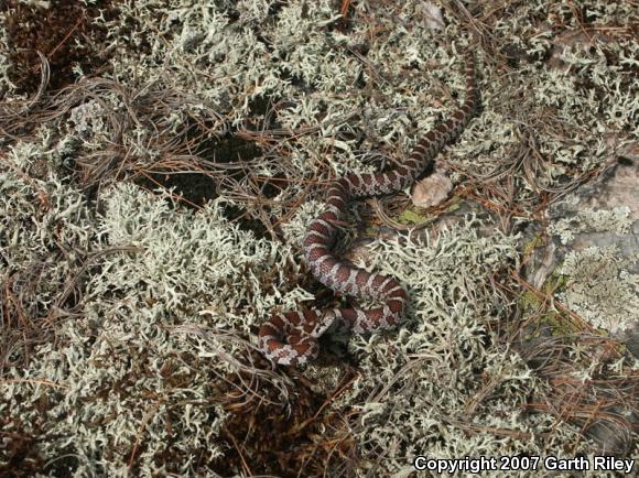 Milksnake (Lampropeltis triangulum)