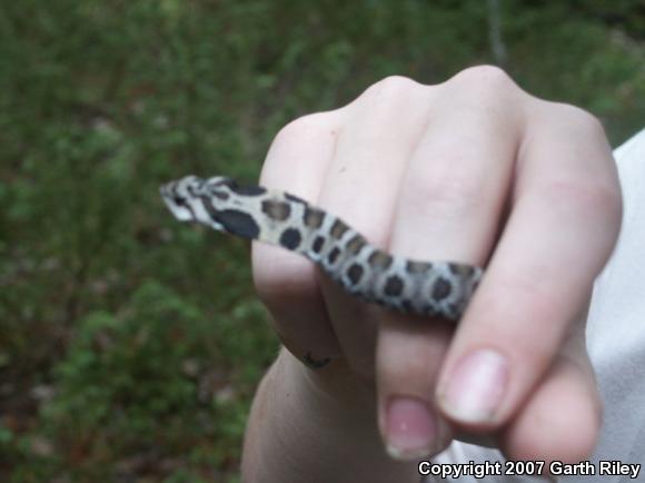 Eastern Hog-nosed Snake (Heterodon platirhinos)