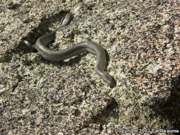 Coastal Rosy Boa (Lichanura trivirgata roseofusca)