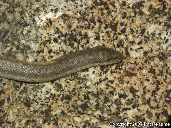 Coastal Rosy Boa (Lichanura trivirgata roseofusca)