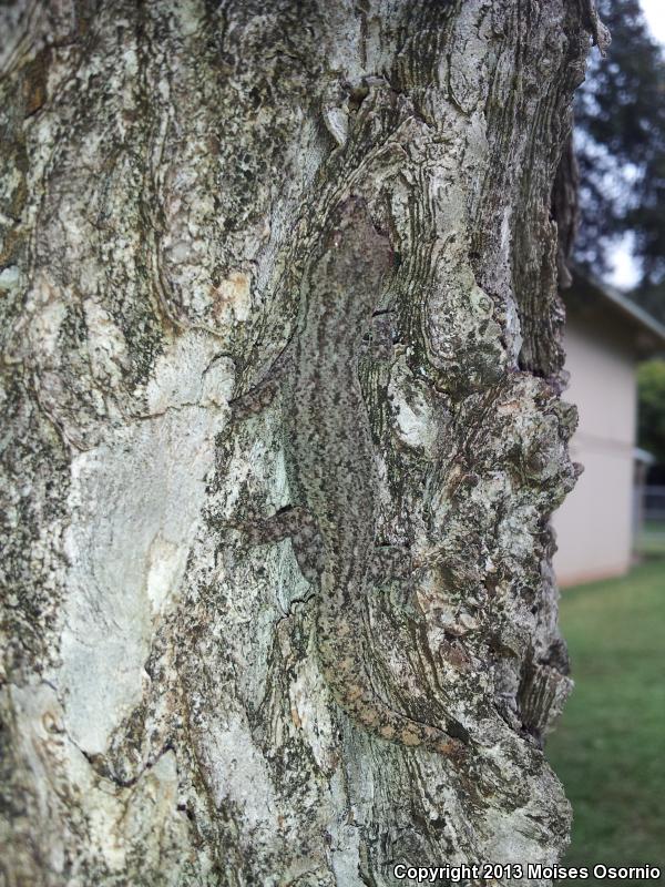 Mourning Gecko (Lepidodactylus lugubris)