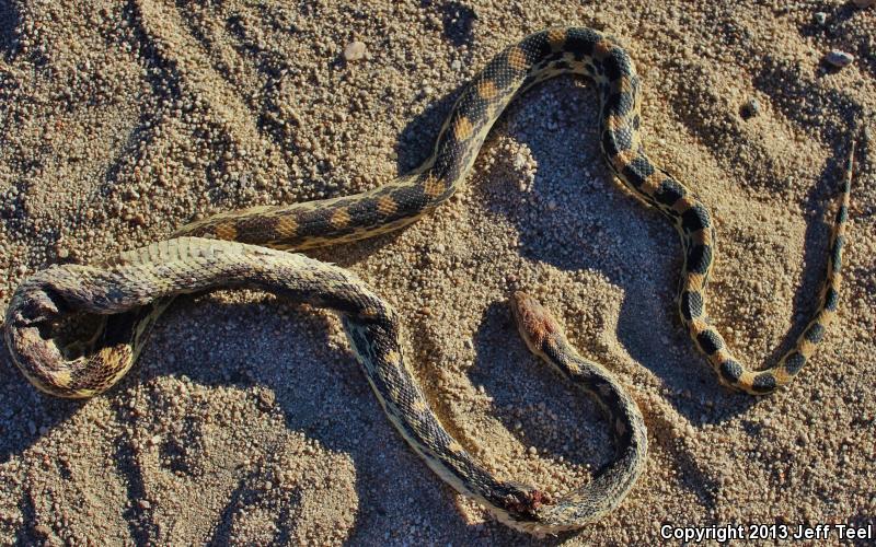 Baja California Gophersnake (Pituophis catenifer bimaris)