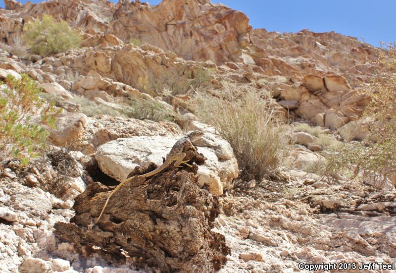 Sonoran Collared Lizard (Crotaphytus nebrius)