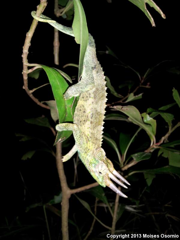 Jackson's Chameleon (Chamaeleo jacksonii)