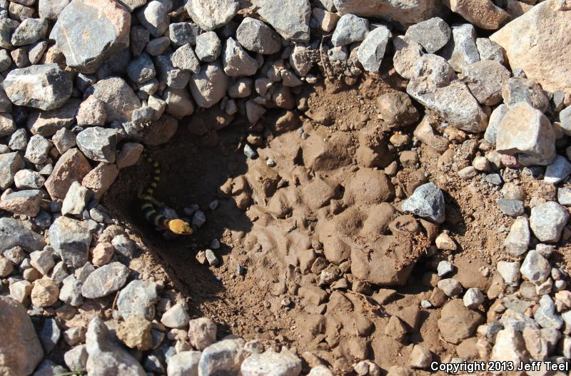 Sonoran Banded Gecko (Coleonyx variegatus sonoriensis)