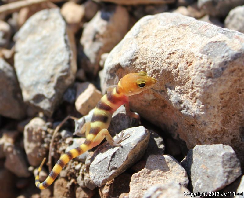 Sonoran Banded Gecko (Coleonyx variegatus sonoriensis)