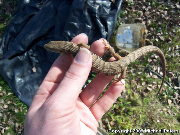 Southern Alligator Lizard (Elgaria multicarinata)