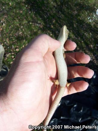 Southern Alligator Lizard (Elgaria multicarinata)