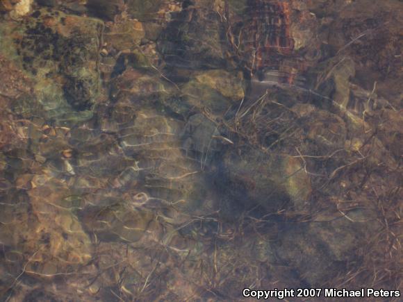 American Bullfrog (Lithobates catesbeianus)