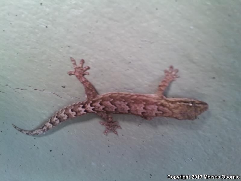 Mourning Gecko (Lepidodactylus lugubris)