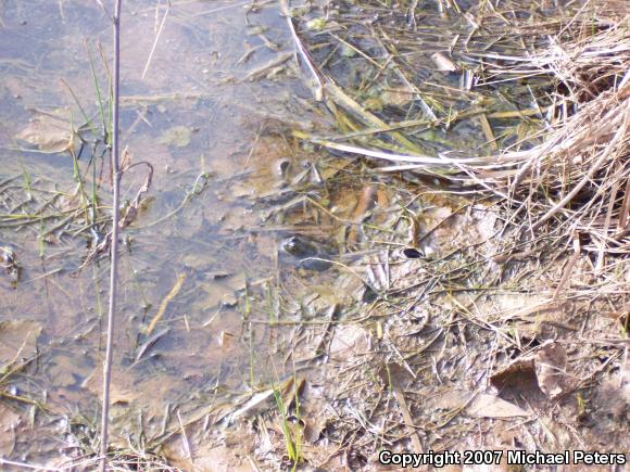 American Bullfrog (Lithobates catesbeianus)