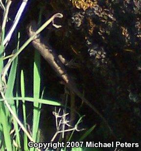 NorthWestern Fence Lizard (Sceloporus occidentalis occidentalis)