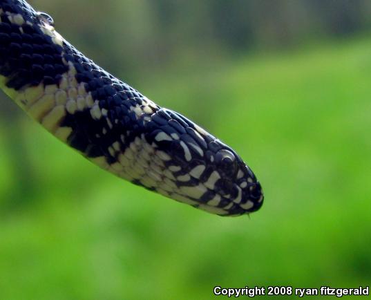 Eastern Kingsnake (Lampropeltis getula getula)