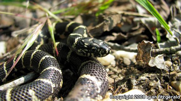 Eastern Kingsnake (Lampropeltis getula getula)