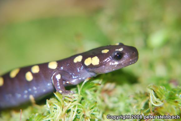 Spotted Salamander (Ambystoma maculatum)