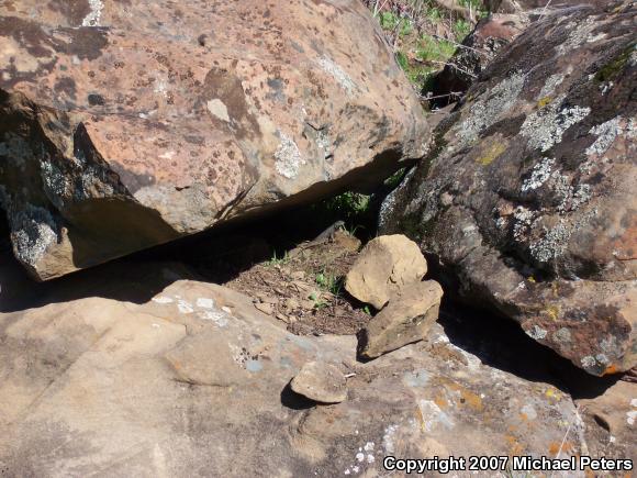 NorthWestern Fence Lizard (Sceloporus occidentalis occidentalis)