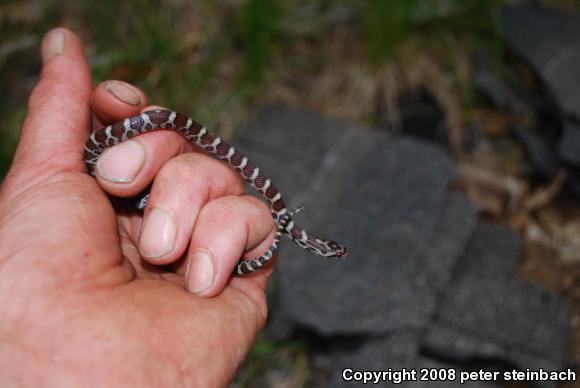 Eastern Milksnake (Lampropeltis triangulum triangulum)