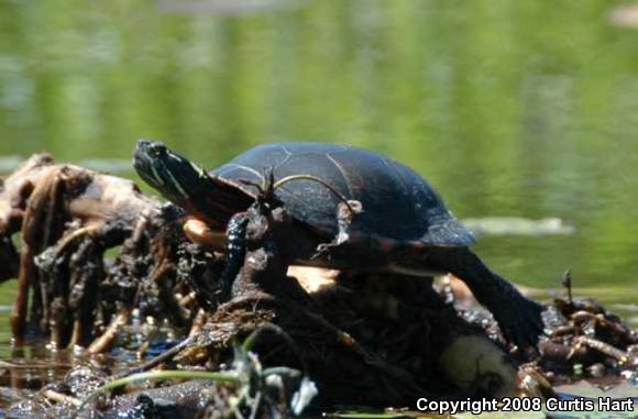 Midland Painted Turtle (Chrysemys picta marginata)