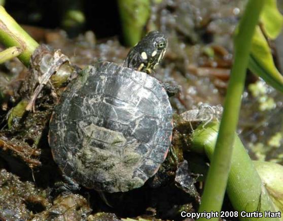 Midland Painted Turtle (Chrysemys picta marginata)