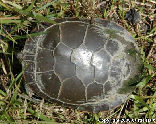 Midland Painted Turtle (Chrysemys picta marginata)