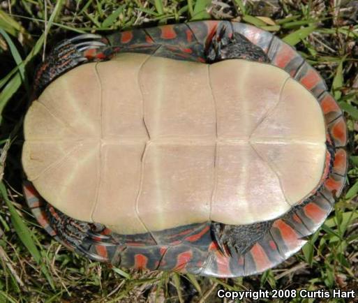 Midland Painted Turtle (Chrysemys picta marginata)