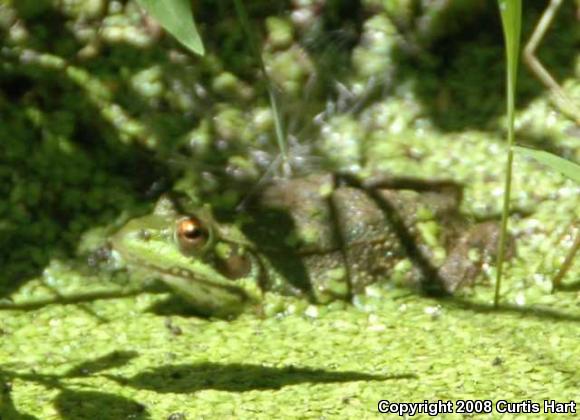 Northern Green Frog (Lithobates clamitans melanota)