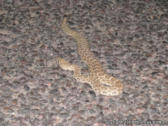 Prairie Rattlesnake (Crotalus viridis viridis)