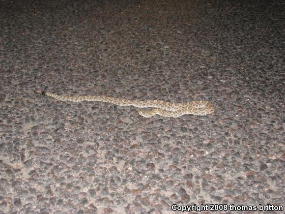 Prairie Rattlesnake (Crotalus viridis viridis)