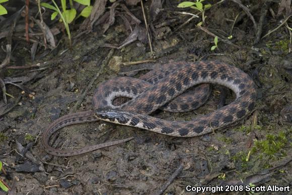 Kirtland's Snake (Clonophis kirtlandii)