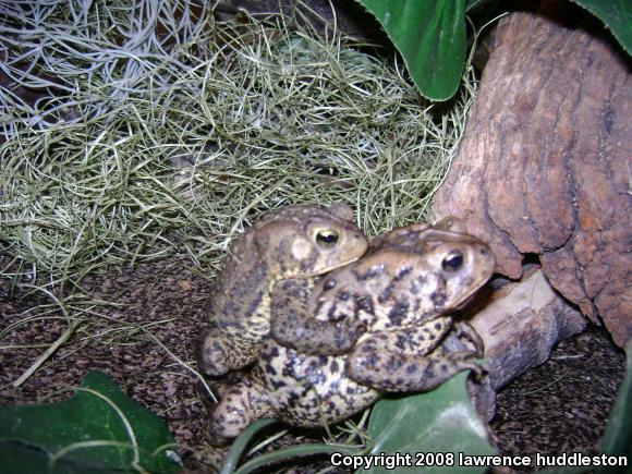 Eastern American Toad (Anaxyrus americanus americanus)