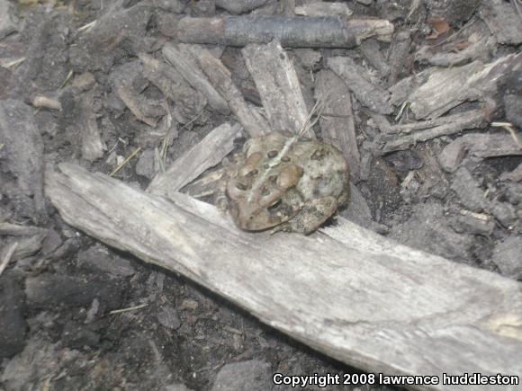 Eastern American Toad (Anaxyrus americanus americanus)