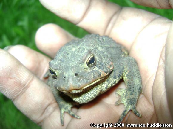 Eastern American Toad (Anaxyrus americanus americanus)