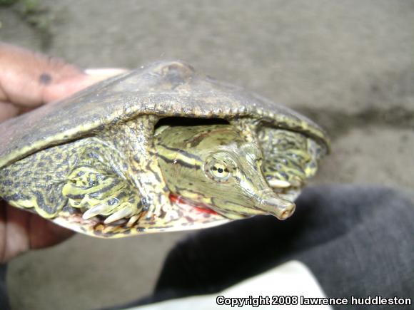 Eastern Spiny Softshell (Apalone spinifera spinifera)