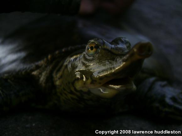 Eastern Spiny Softshell (Apalone spinifera spinifera)