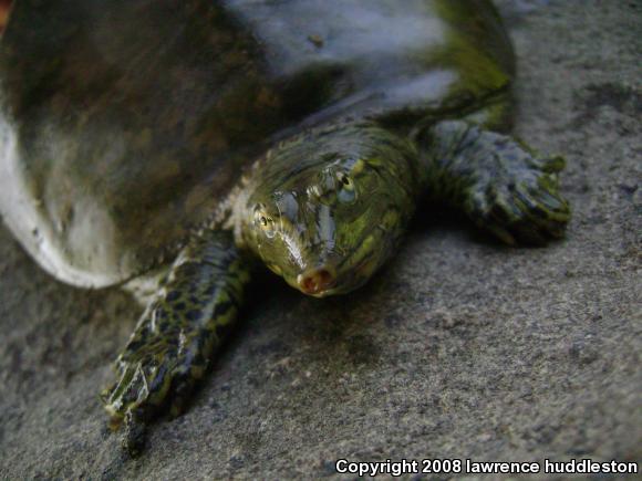 Eastern Spiny Softshell (Apalone spinifera spinifera)