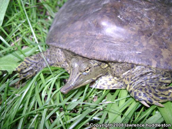 Eastern Spiny Softshell (Apalone spinifera spinifera)