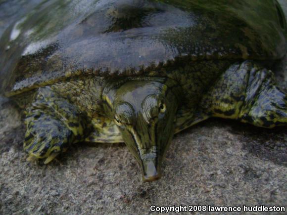 Eastern Spiny Softshell (Apalone spinifera spinifera)