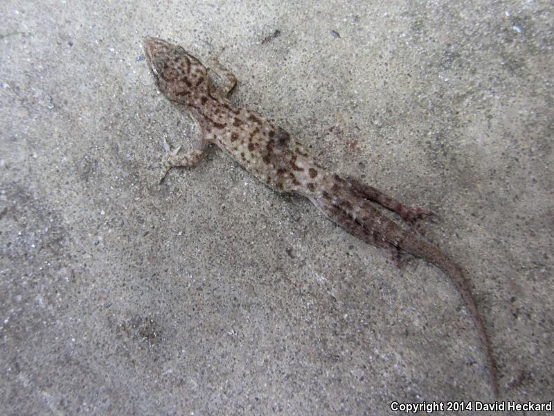 Sri Lankan House Gecko (Hemidactylus parvimaculatus)